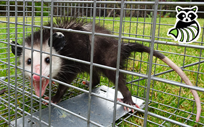 Strafford County trapping