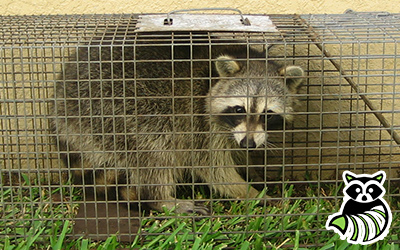 Strafford County trapping